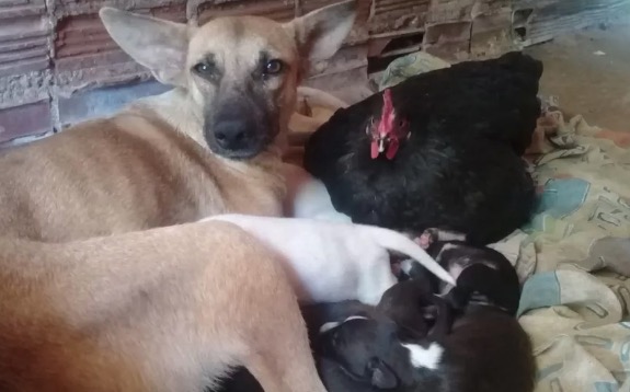 Galinha ‘toma’ filhotes de cadela após o cão dar a luz em poleiro