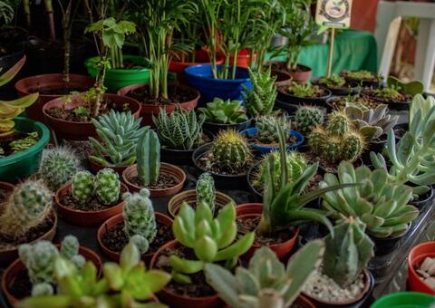 Feira da FAS prorroga inscrições para edição virtual