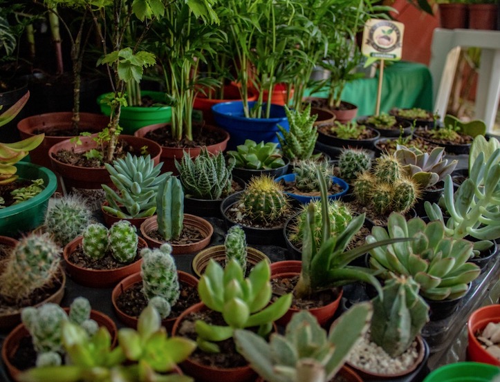 Feira da FAS prorroga inscrições para edição virtual