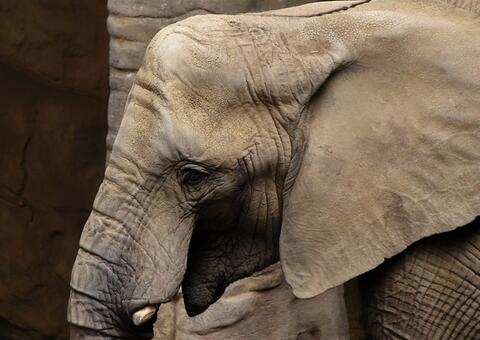 Elefantes do zoológico de Varsóvia receberão maconha para tratar estresse 