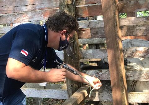 Segunda etapa da campanha contra febre aftosa é intensificada no Amazonas