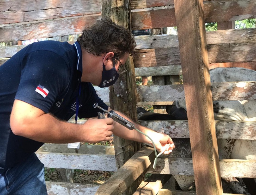 Segunda etapa da campanha contra febre aftosa é intensificada no Amazonas