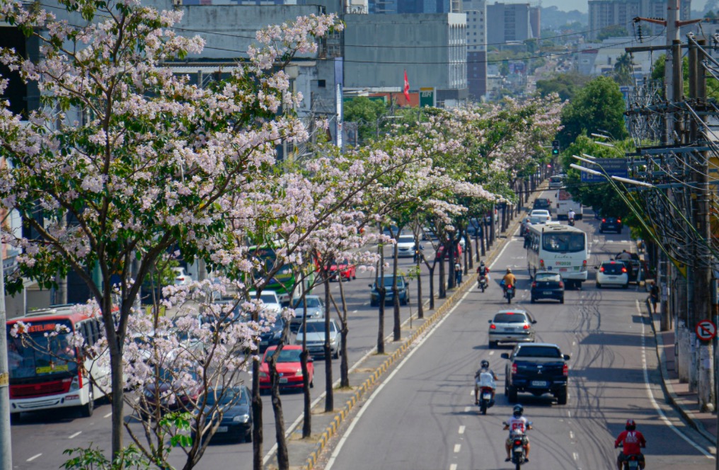 Ipês florescem e embelezam avenidas de Manaus 