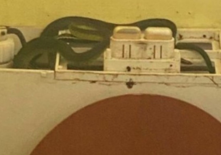 Mulher não consegue dar descarga e encontra quatro cobras em vaso; veja