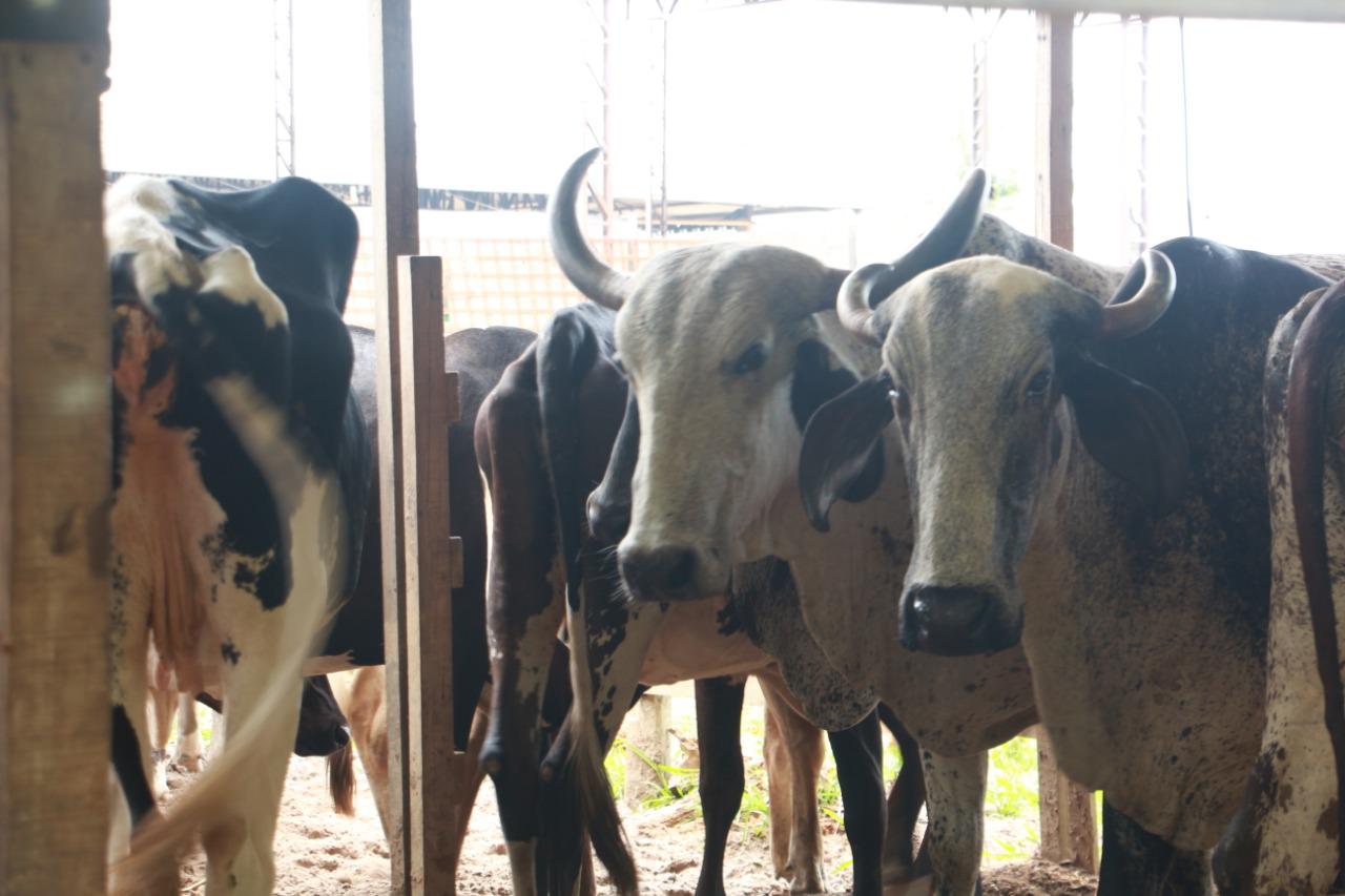 Parceria entre Nilton Lins e Rancho ING investe em biotecnologia