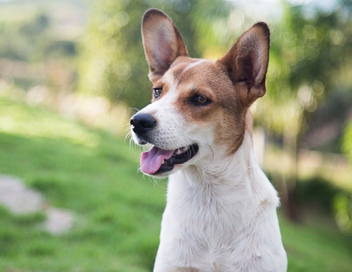 Vereadores aprovam projeto de lei que proíbe barulho de animais 