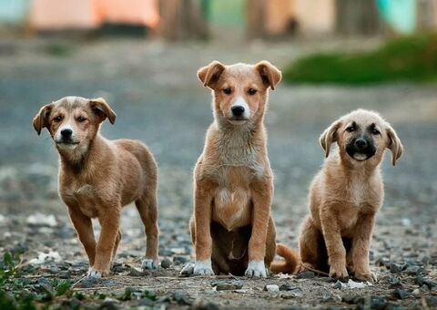 Vereadores aprovam projeto de lei que proíbe barulho de animais 