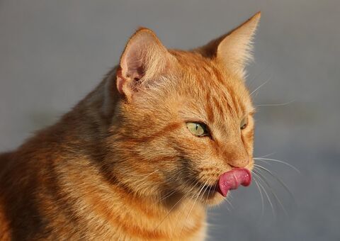 Gato conquista web ao beber água de forma inusitada; confira