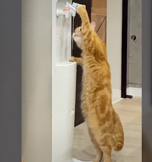 Gato conquista web ao beber água de forma inusitada; confira