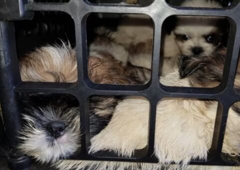 Mais de 60 filhotes de shih-tzu são achados em porta-malas de carro