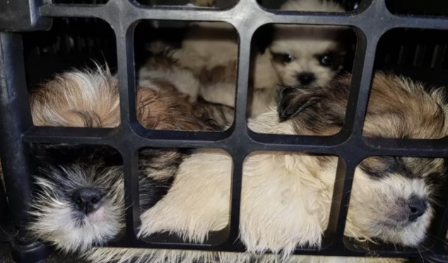 Mais de 60 filhotes de shih-tzu são achados em porta-malas de carro