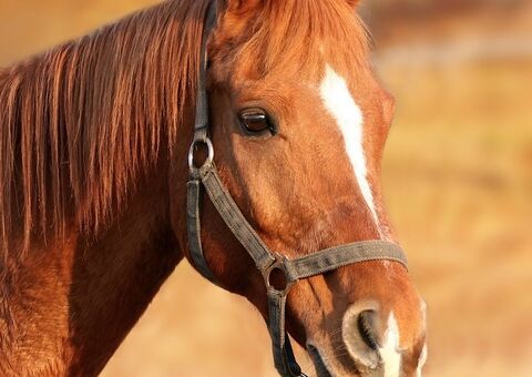 Franceses entram em desespero após cavalos aparecem mutilados 