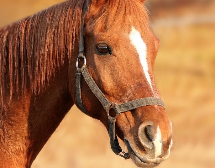 Franceses entram em desespero após cavalos aparecem mutilados 