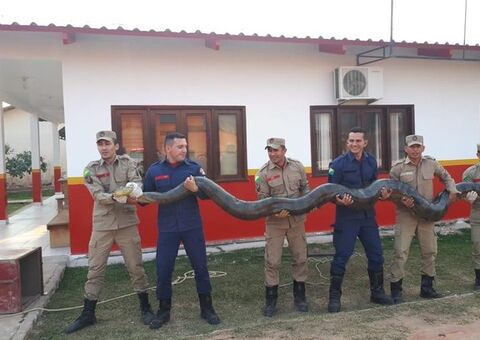 Sucuri com mais de 100kg é capturada e assusta moradores