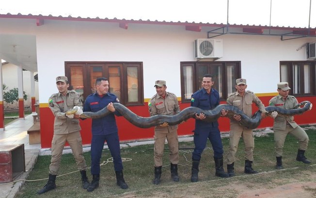 Sucuri com mais de 100kg é capturada e assusta moradores