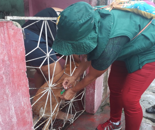 Inscrições para 210 vagas de vacinadores de animais iniciam em Manaus