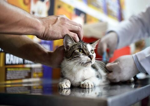 Inscrições para 210 vagas de vacinadores de animais iniciam em Manaus