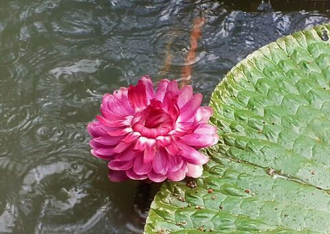 Ufam lança blog para divulgar diversidade da Amazônia em setembro 