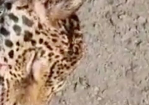 Onça é esmagada por caminhão em rodovia no Amazonas; veja vídeo