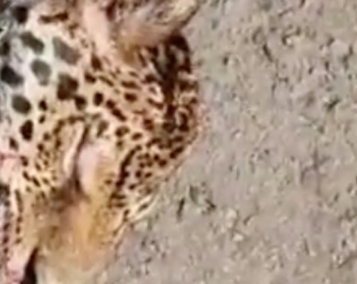 Onça é esmagada por caminhão em rodovia no Amazonas; veja vídeo