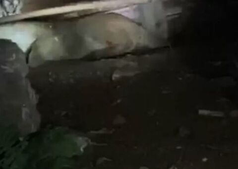 Família entra em pânico ao descobrir motivo de barulho no assoalho de casa