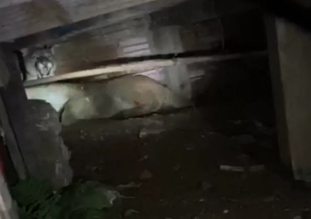 Família entra em pânico ao descobrir motivo de barulho no assoalho de casa