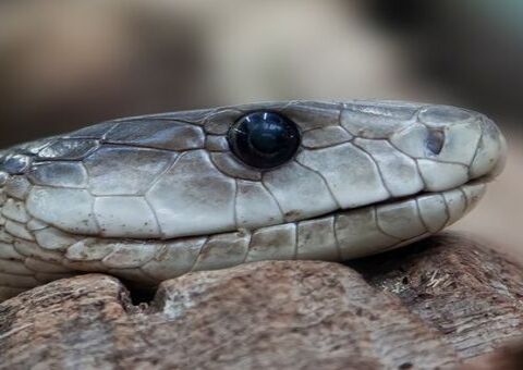 Cobra de 1,5 metro é retirada de dentro da boca de mulher; veja vídeo