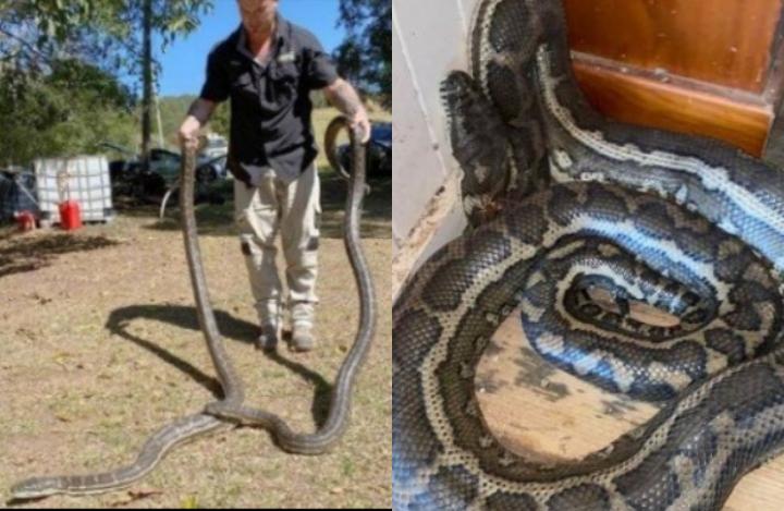 Briga entre cobras por fêmea faz teto de residência desabar