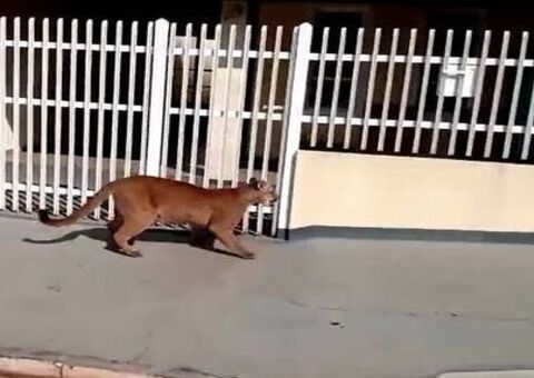 Onça causa pânico após aparecer em bairro e invadir UBS 