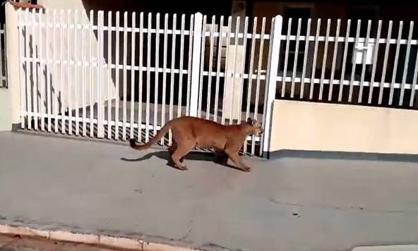 Onça causa pânico após aparecer em bairro e invadir UBS 