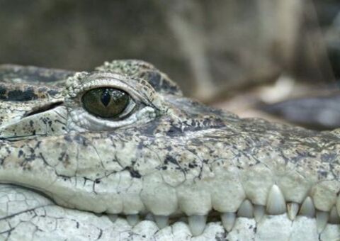 Lágrima de jacaré pode ser eficaz para doenças oculares humanas