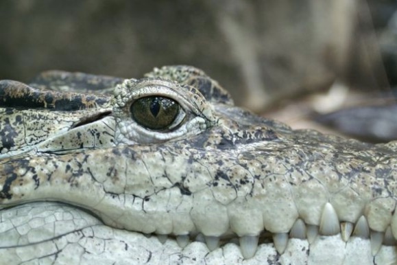 Lágrima de jacaré pode ser eficaz para doenças oculares humanas