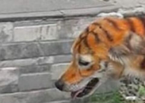 Cão é pintado de tigre e gera revolta na web