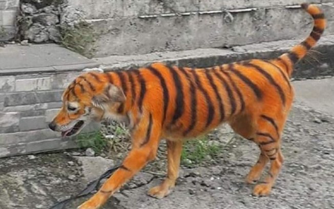 Cão é pintado de tigre e gera revolta na web