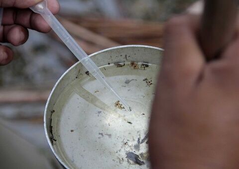 Manaus: Eliminação de criadouros do mosquito da dengue está em ação