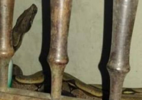 Cobra é encontrada dentro de armário em casa no Amazonas