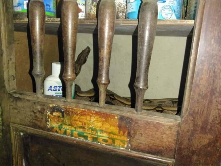 Cobra é encontrada dentro de armário em casa no Amazonas