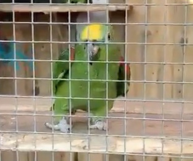 Vídeo: Papagaio viraliza ao surgir cantando música de Beyoncé 