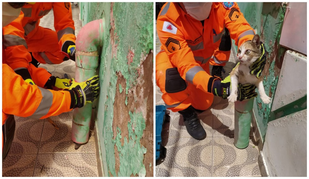 Gato é resgatado após ficar preso dentro de cano