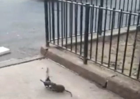 Vídeo de luta épica entre pombo e rato viraliza na web