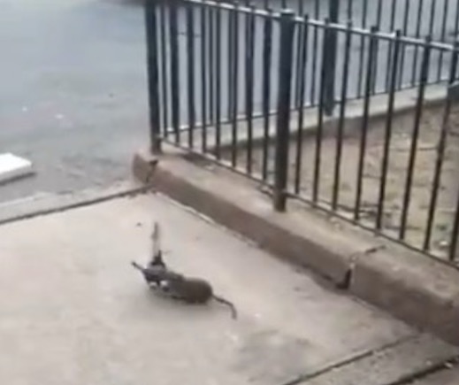 Vídeo de luta épica entre pombo e rato viraliza na web