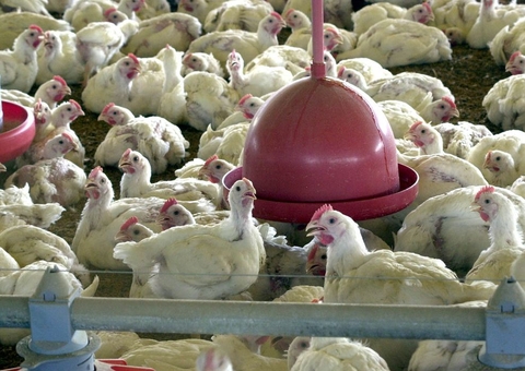 Brasil quer que Filipinas retire restrição de importação de frango