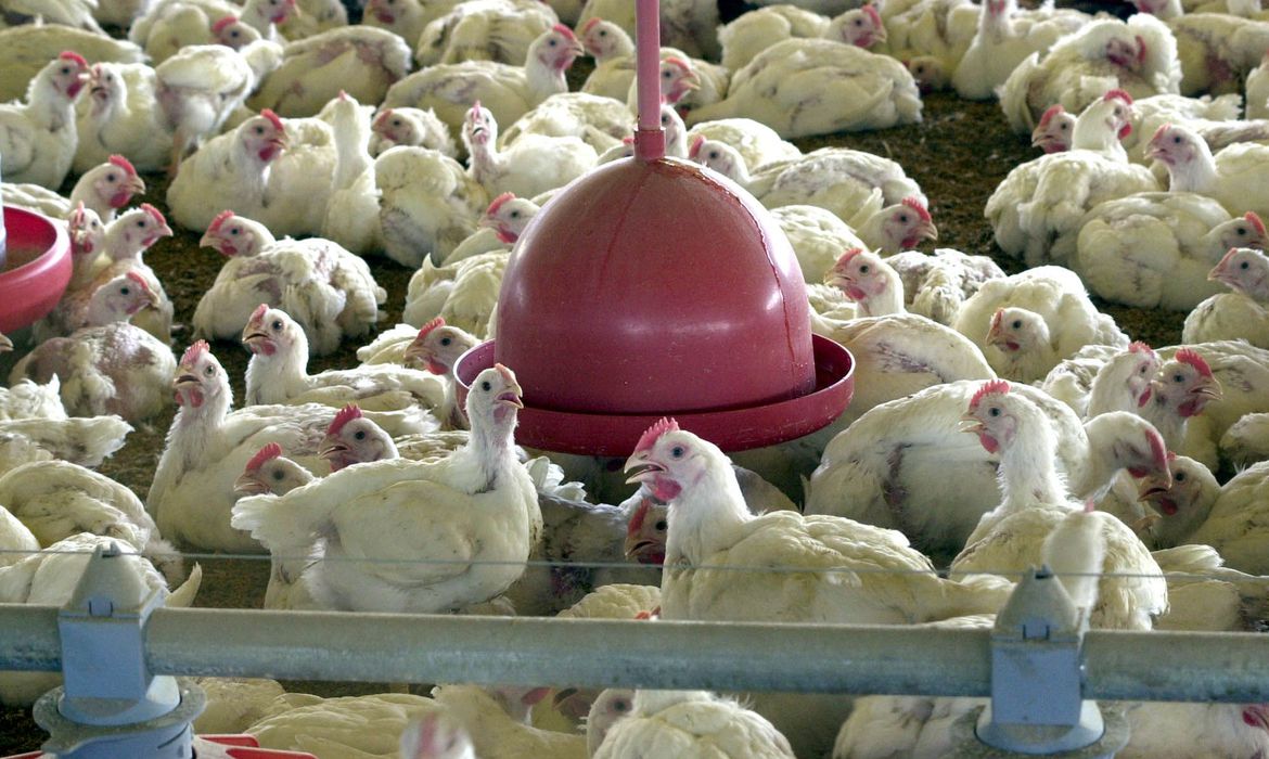 Brasil quer que Filipinas retire restrição de importação de frango