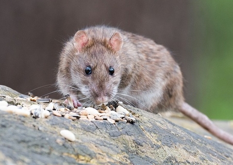 Pandemia já faz país do sul da África comer rato para sobreviver