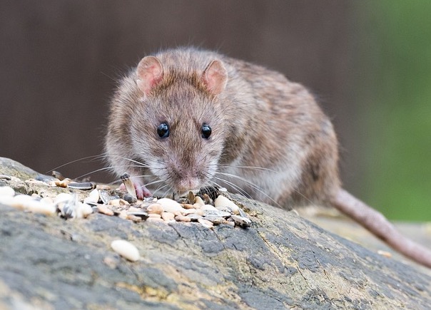 Pandemia já faz país do sul da África comer rato para sobreviver