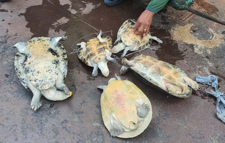 Pirarucu e 50 ovos de tracajás são apreendidos em barco no Amazonas