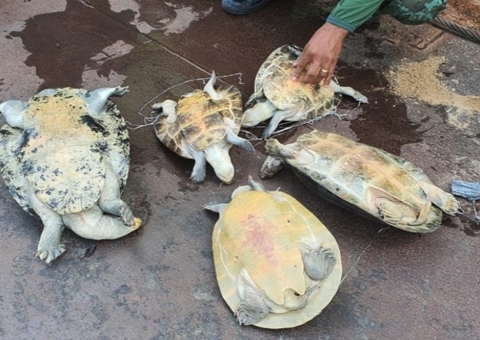 Pirarucu e 50 ovos de tracajás são apreendidos em barco no Amazonas