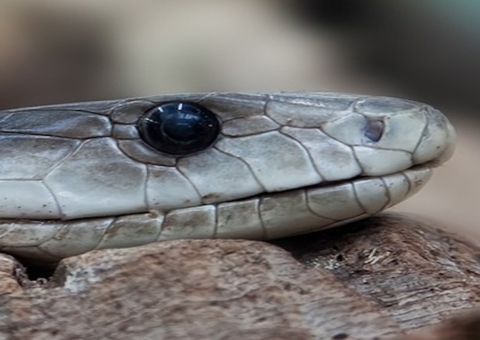 Criança de 8 anos é surpreendida com sucuri nadando ao seu lado em piscina