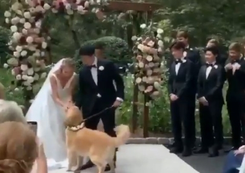 Cão invade casamento e conquista convidados com cena inusitada