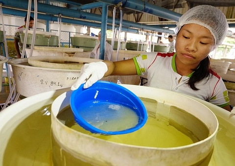 Economia e outras atividades são conteúdo do 'Amazonas em Mapas'